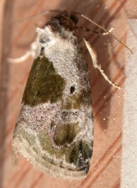 Black-dotted Maliattha Black-dotted Maliattha